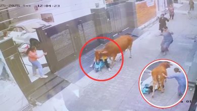 Stray animal attacks child playing in street in Punjab, video will blow your mind